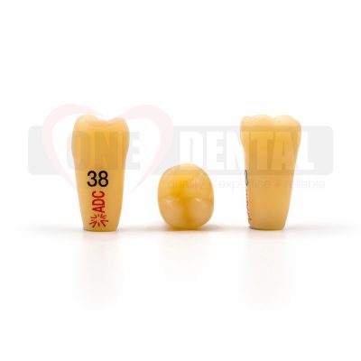 Three yellow dental tooth models standing upright on a white surface, leftmost labeled 38 with red markings