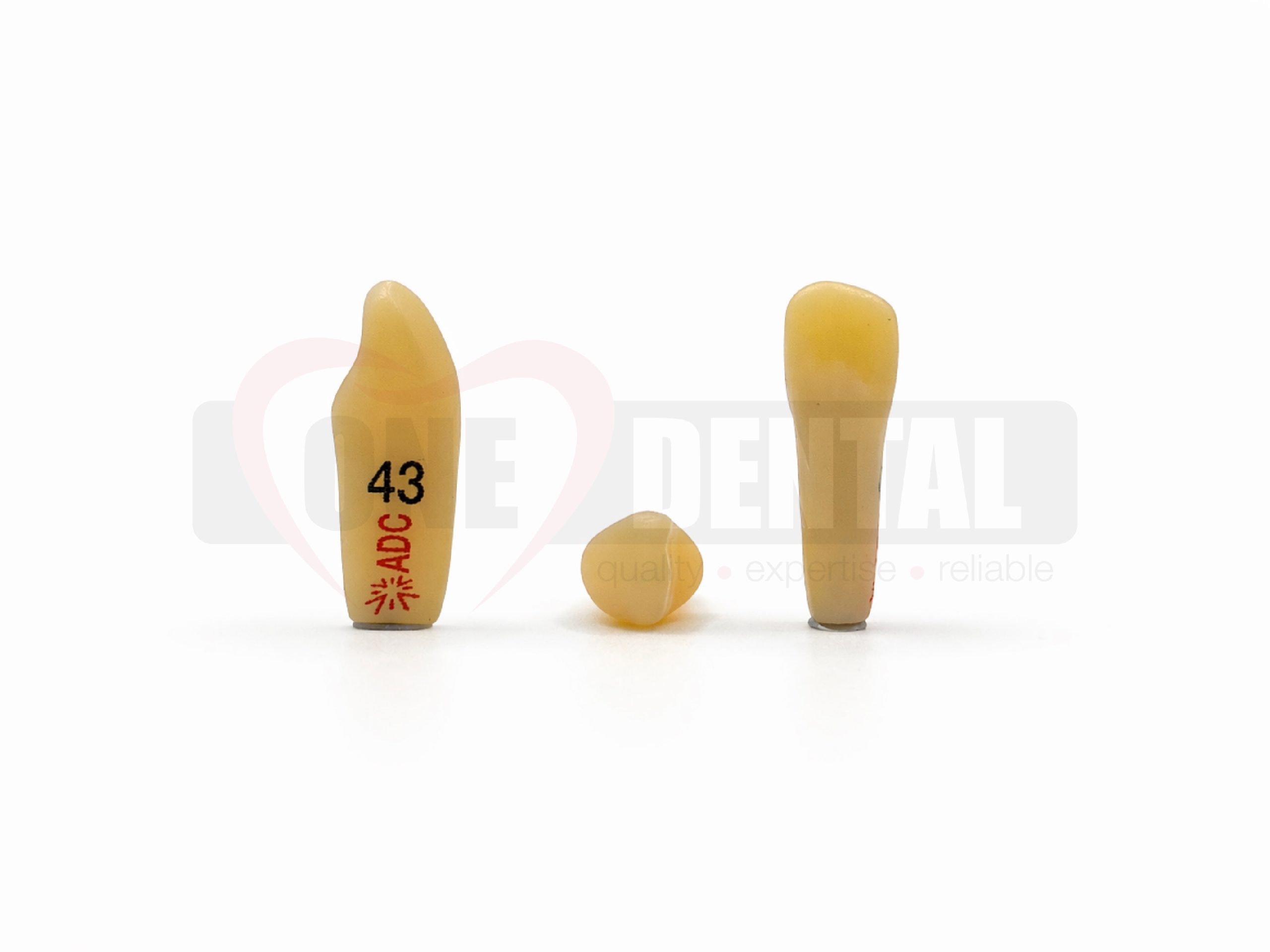 WPADC43.jpg Two yellow dental prosthetic teeth standing upright on a white surface, with the left tooth labeled '43'.