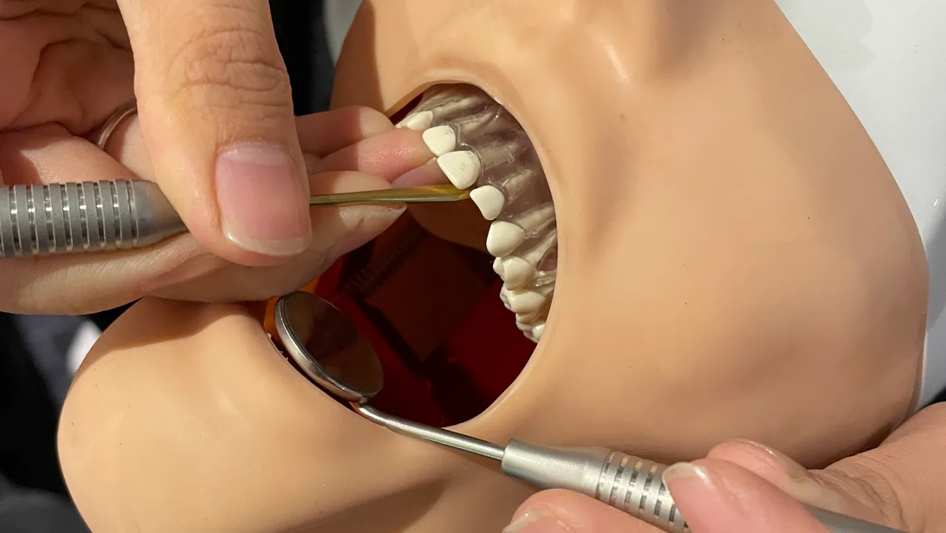 Dental student practising with instruments on a dental simulation manikin model