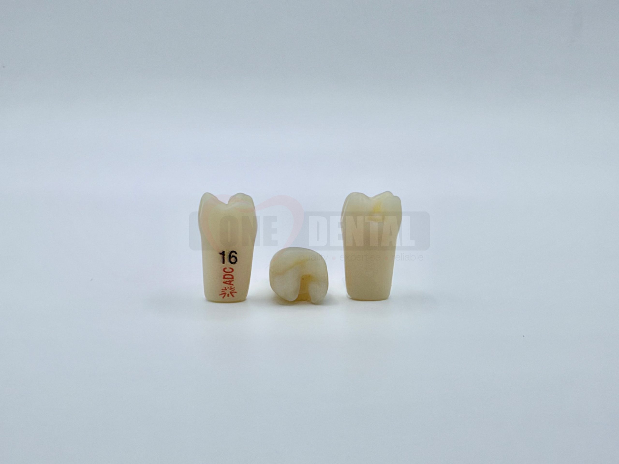 PLATINUM Prep Tooth 16MO for ADC Model